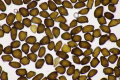 Anthracoidea caricis