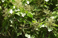 Oreopanax platyphyllus