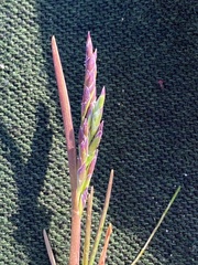 Puccinellia phryganodes