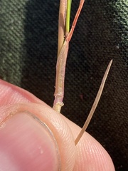 Puccinellia phryganodes