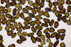 Anthracoidea caricis