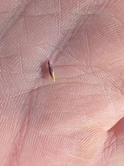 Puccinellia phryganodes