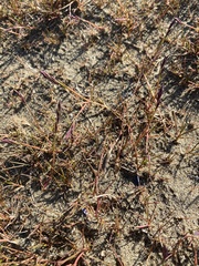 Puccinellia phryganodes