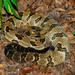 Timber Rattlesnake - Photo (c) Raymond Little, some rights reserved (CC BY-NC)