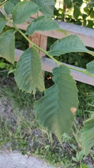 Ulmus