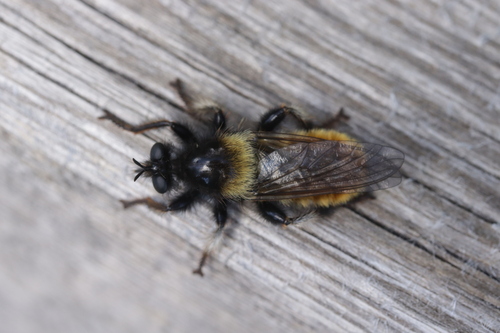 Bumblebee robberfly photo 4