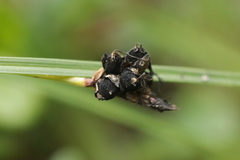 Anthracoidea caricis