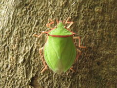 Chlorocoris distinctus