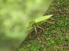 Chlorocoris distinctus