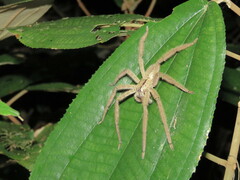 Cupiennius salei