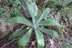 Agave kewensis