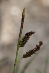 Anthracoidea pratensis