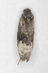 Apotomis paludicolana