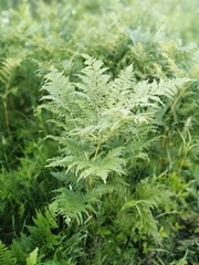Pteridium pinetorum