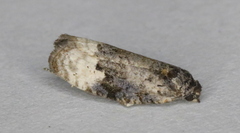 Apotomis paludicolana