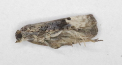 Apotomis paludicolana