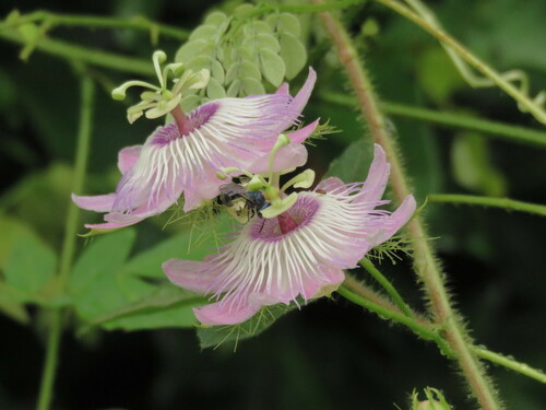Passiflora lanuginosa