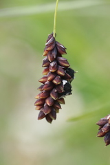 Anthracoidea pratensis