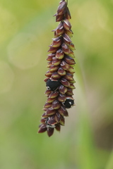 Anthracoidea pratensis