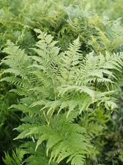 Pteridium pinetorum