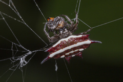 Gasteracantha doriae