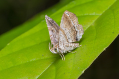 Pangrapta philemonalis