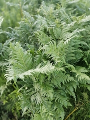 Pteridium pinetorum