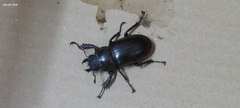 Lucanus maculifemoratus