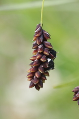 Anthracoidea pratensis