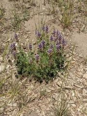 Lupinus lepidus confertus