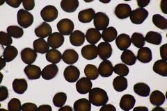 Anthracoidea pratensis