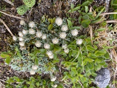 Antennaria monocephala