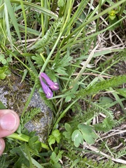 Corydalis pauciflora