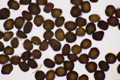 Anthracoidea pratensis