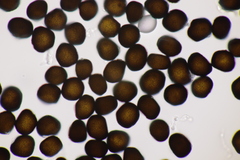 Anthracoidea pratensis