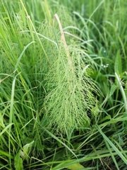 Equisetum sylvaticum