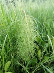 Equisetum sylvaticum