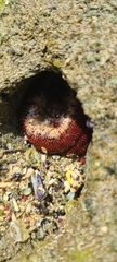 Bunodosoma granuliferum