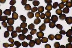 Anthracoidea pratensis