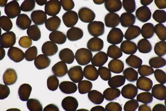 Anthracoidea pratensis