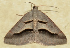 Digrammia subminiata