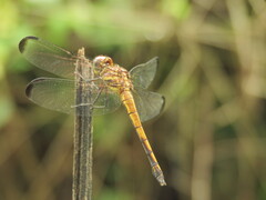 Cannaphila insularis