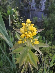 Lysimachia vulgaris
