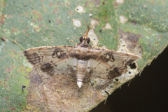 Nacoleia obliqualis