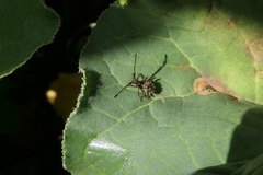 Coreus marginatus