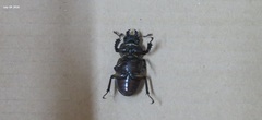 Lucanus maculifemoratus