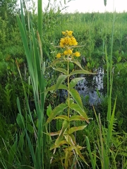 Lysimachia vulgaris