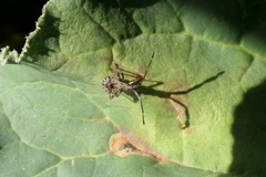 Coreus marginatus