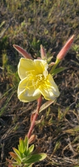 Oenothera elata hookeri
