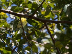 Todirostrum chrysocrotaphum